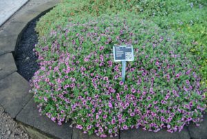 Calibrachoa Cabrio Eclipse Strawberry 70074722 Syngenta Vegetative