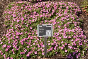 Calibrachoa Conga Pink 1291248 Ball FloraPlant