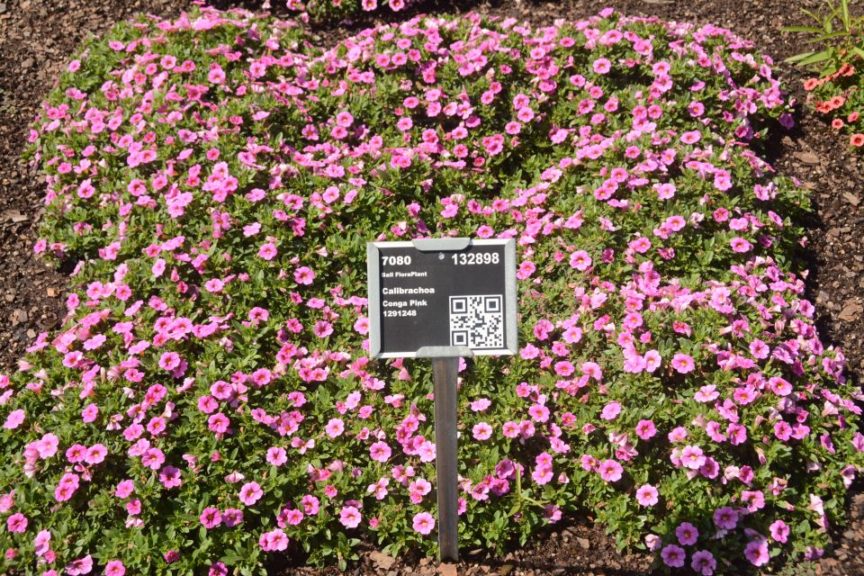 Calibrachoa Conga Pink 1291248 Ball FloraPlant