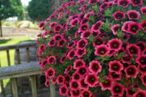 Calibrachoa 'Superbells Watermelon Punch'