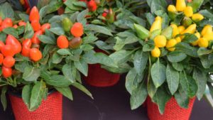 Capsicum Samba Series (PanAmerican Seed)