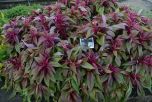 Celosia Dragons Breath Red Sakata