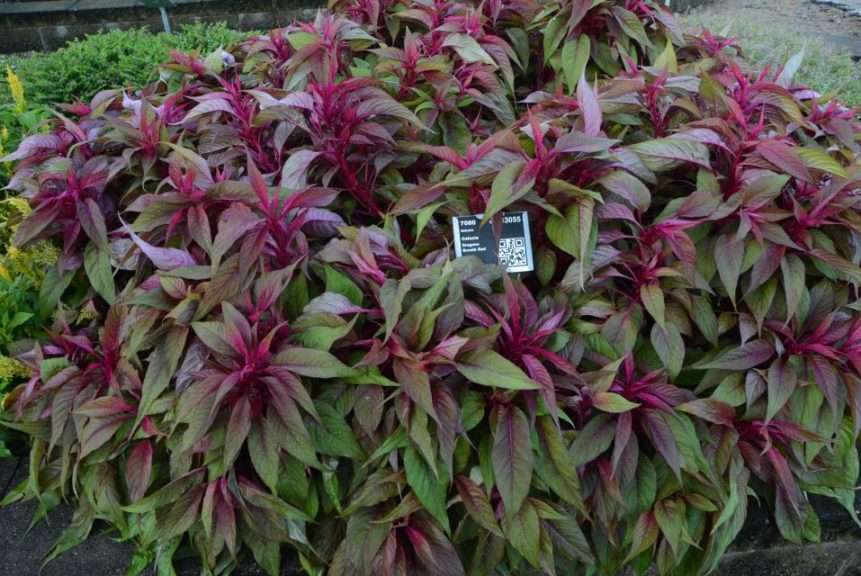 Celosia Dragons Breath Red Sakata