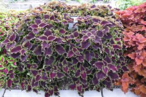 Coleus 'ColorBlaze Wicked Witch' (Proven Winners)