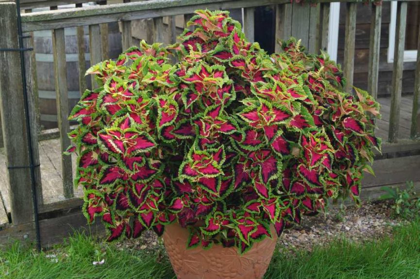 Coleus 'Heartbreaker'