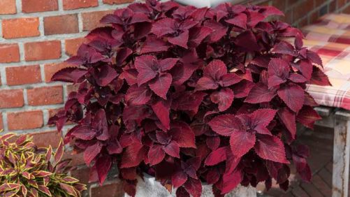 New Group of AAS Variety Winners Features First-Ever Coleus
