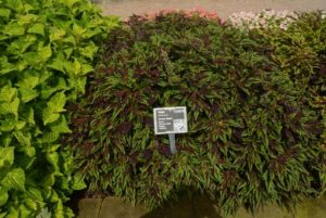 Coleus Shade Flame Thrower Chili Pepper 1155676 Ball FloraPlant