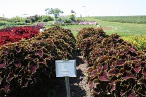 Coleus 'ColorBlaze Wicked Witch' 