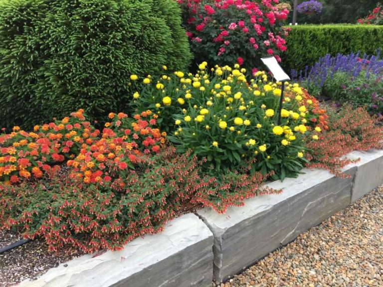 Cuphea 'Honeybells' (left) (Ball FloraPlant)