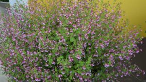 Cuphea ‘Pink Shimmer’ (PanAmerican Seed)