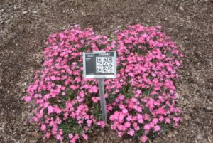 Dianthus Beauties Sasha Dummen Bartels
