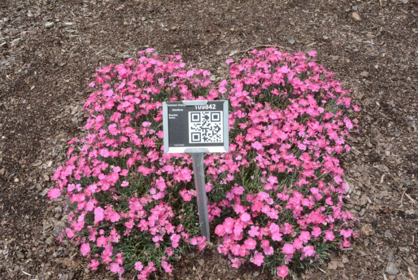 Dianthus Beauties Sasha Dummen Bartels
