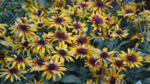 9 Not-So-Mainstream Annuals to Consider for 2020