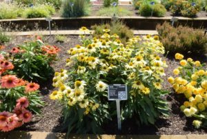 Echinacea Colorcraze Yellow My Darling 15-3-6 Proven Winners WG