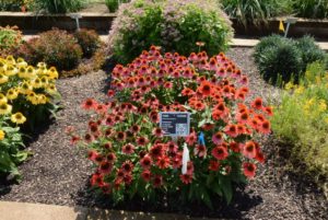 Echinacea S PRAIRIE BLAZE RUDZ Orange Sunset 70060554 ThinkPlants Syngenta