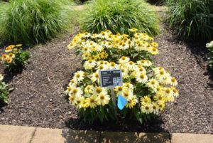 Echinacea Sombrero Summer Solstice Darwin Perennials
