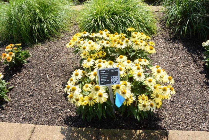 Echinacea Sombrero Summer Solstice Darwin Perennials