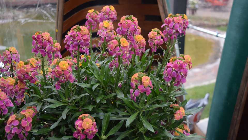 Erysimum ‘Erysistible Tricolor’ (ThinkPlants)