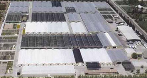 Dave Wilson Nursery Adds to Its Greenhouse Tree Production