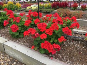 Geranium 'Calliope Large Orange Splash' (Syngenta Flowers)