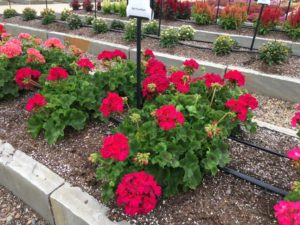 Geranium 'Galaxy Violet' (Ball FloraPlant)