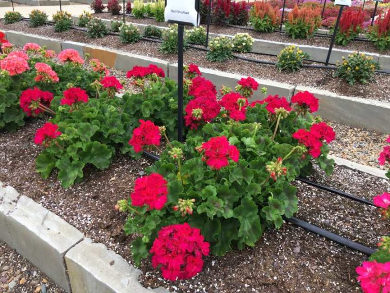 Geranium 'Galaxy Violet' (Ball FloraPlant)