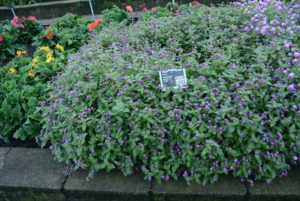 Gomphrena Pinball Purple Sakata