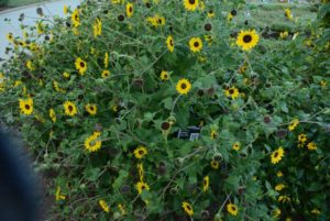Helianthus Suncredible Yellow 4A994 Proven Winners