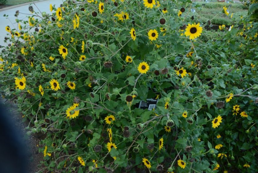 Helianthus Suncredible Yellow 4A994 Proven Winners