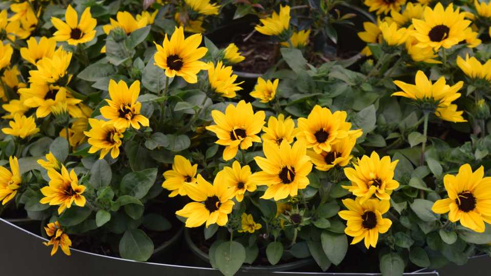 Helianthus ‘Sunbelievable’ (Monrovia)