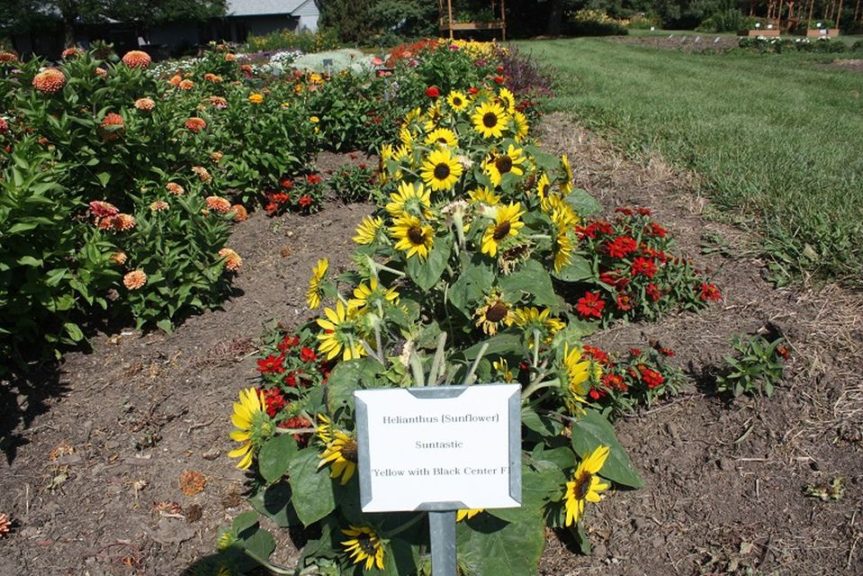 Helianthus 'Suncredible Yellow' 