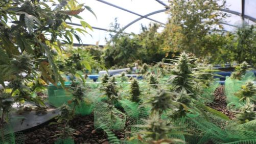 New Insect and Disease Control Options for Hemp Growers