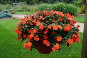 Impatiens 'Beacon Salmon'
