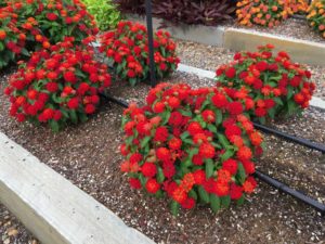 Lantana 'Gem Compact Orange Fire' (Danziger)