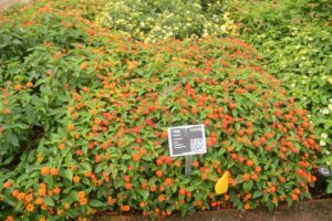 Lantana Gem Compact Orange Fire Danziger