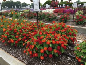 Lantana 'Hot Blooded Red' (Syngenta Flowers)