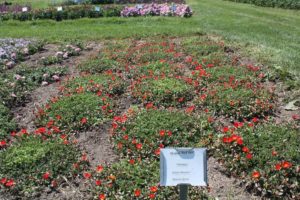 Salvia Portoluca 'Mojave Red IMP' 