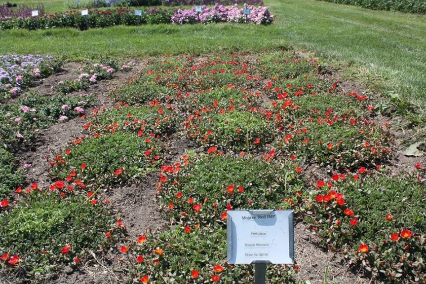 Salvia Portoluca 'Mojave Red IMP' 