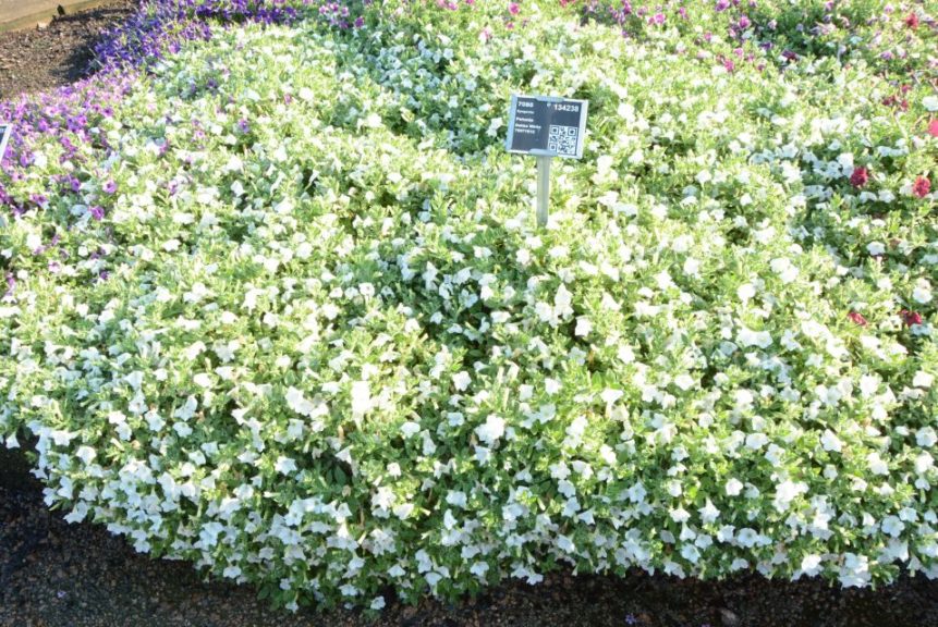 Petunia Dekko White 70071612 Syngenta Vegetative