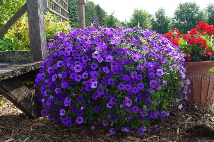 Petunia 'Supertunia Mini Indigo'