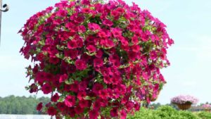 Why Some Plants Stand the Test of Time