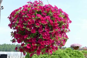 Wave Petunia Series (PanAmerican Seed)