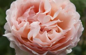 'Princesse Charlene de Monaco'