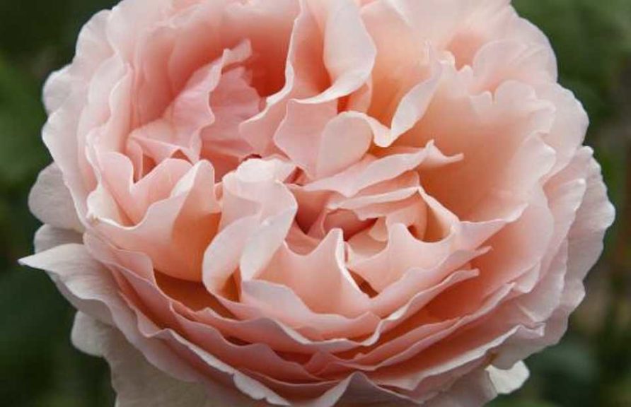 'Princesse Charlene de Monaco'