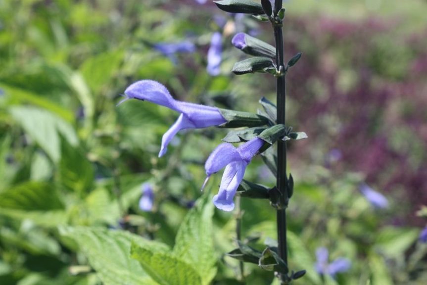 Salvia 'Rocking Blue Suede Shoes' 