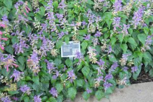 Salvia, Annual Grandstand Blue Bicolor Green Fuse Botanicals