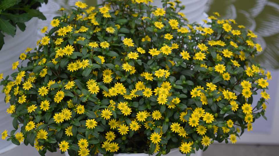 Sanvitalia ‘Queen of Sunlight’ (Syngenta)