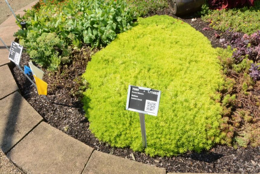 Sedum Lemon Coral Proven Winners