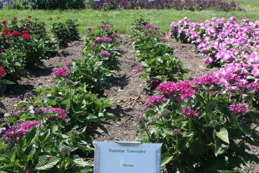Pentas 'Sunstar Lavender' 