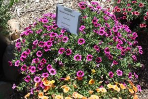 Calibroachia 'Superbells Blackcurrant Punch' 